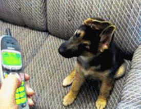 家里的萌宠,家里的萌宠长大后会变成什么样子