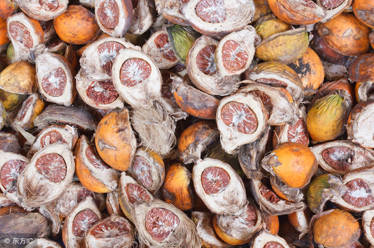 槟榔是把双刃剑,专家说槟榔不能多吃是有道理的