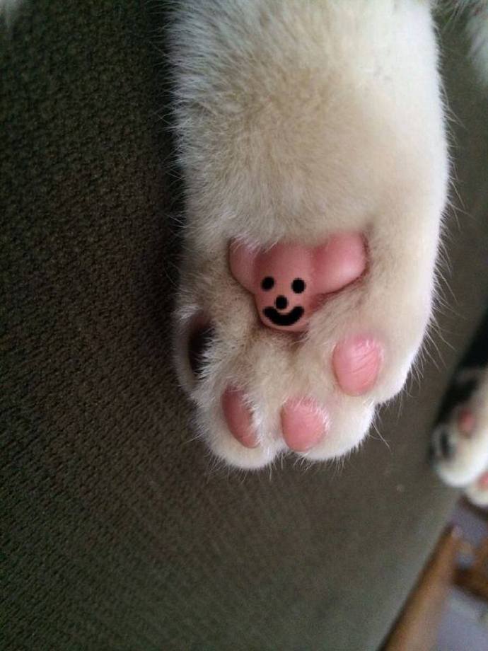 喵喵粉嫩的肉垫上被封印了一只小熊哟！好可爱的纹爪！