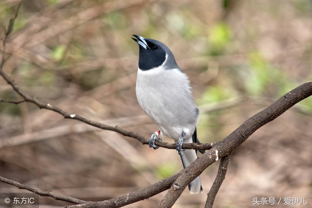 写春燕最美的诗词名句,描写春天燕子的诗句古诗词