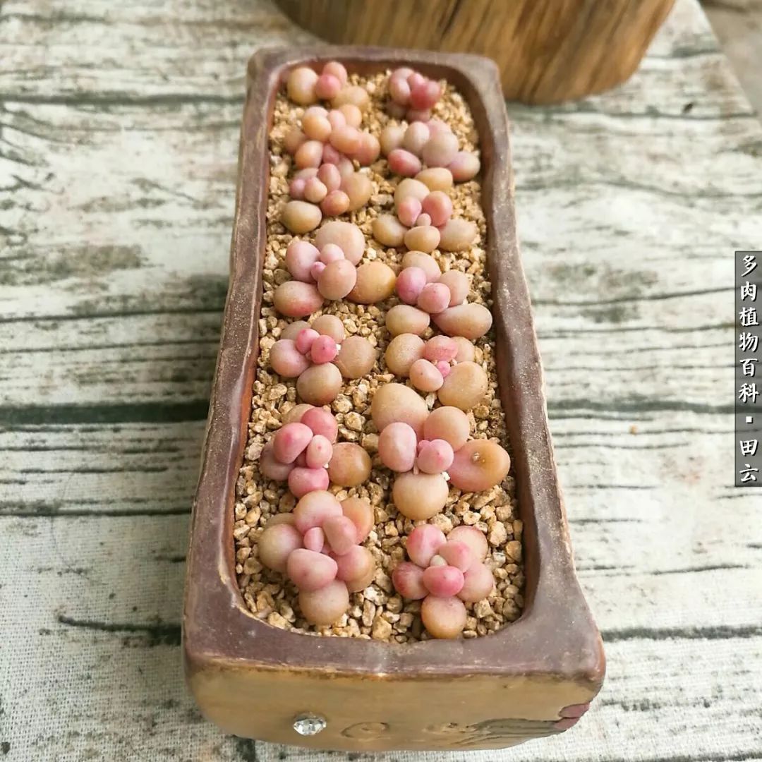 养多肉的精致生活,养多肉的乐趣在于没事瞎折腾