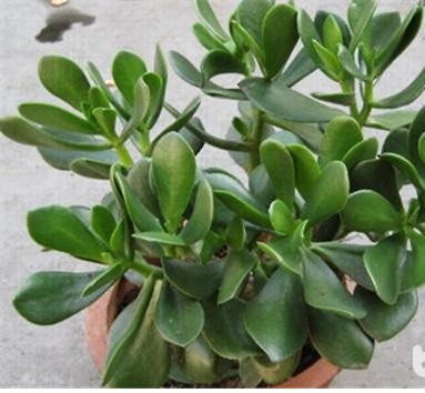 玻璃翠花叶子总是蔫怎么回事,玻璃翠花叶子发白怎么治