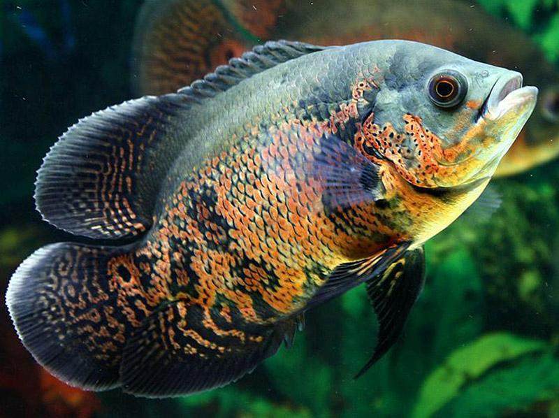 地图鱼掉尾巴了怎么办,地图鱼掉鳞是什么原因