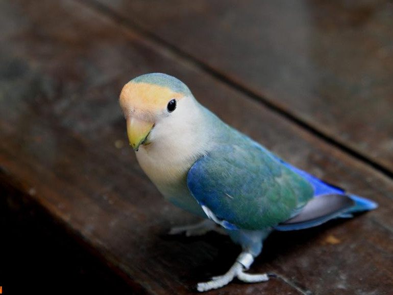 面类牡丹鹦鹉配对基因对照表,牡丹鹦鹉面类详细分类