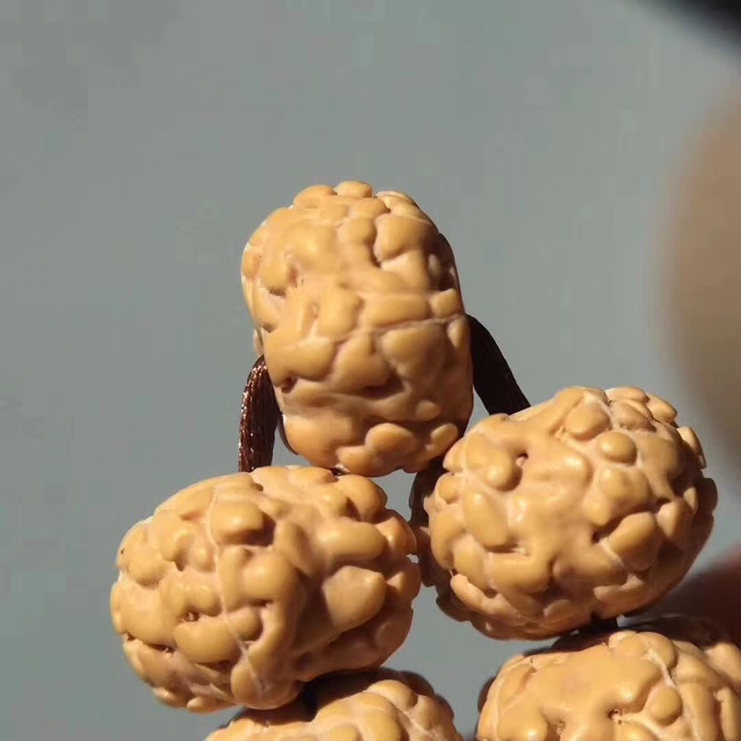 超级飞碟金刚菩提,五瓣爆肉梅花金刚菩提