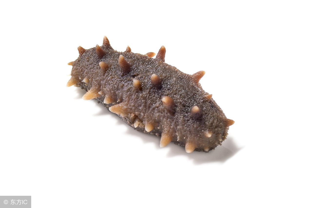 哪种海参价格最高,价格最便宜的海参是哪种