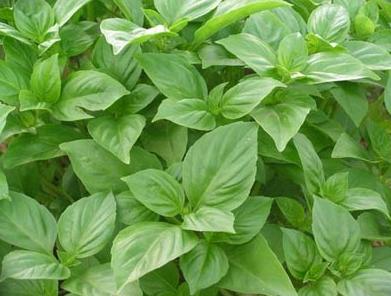 盘点10种世界上著名的带香味的草本植物