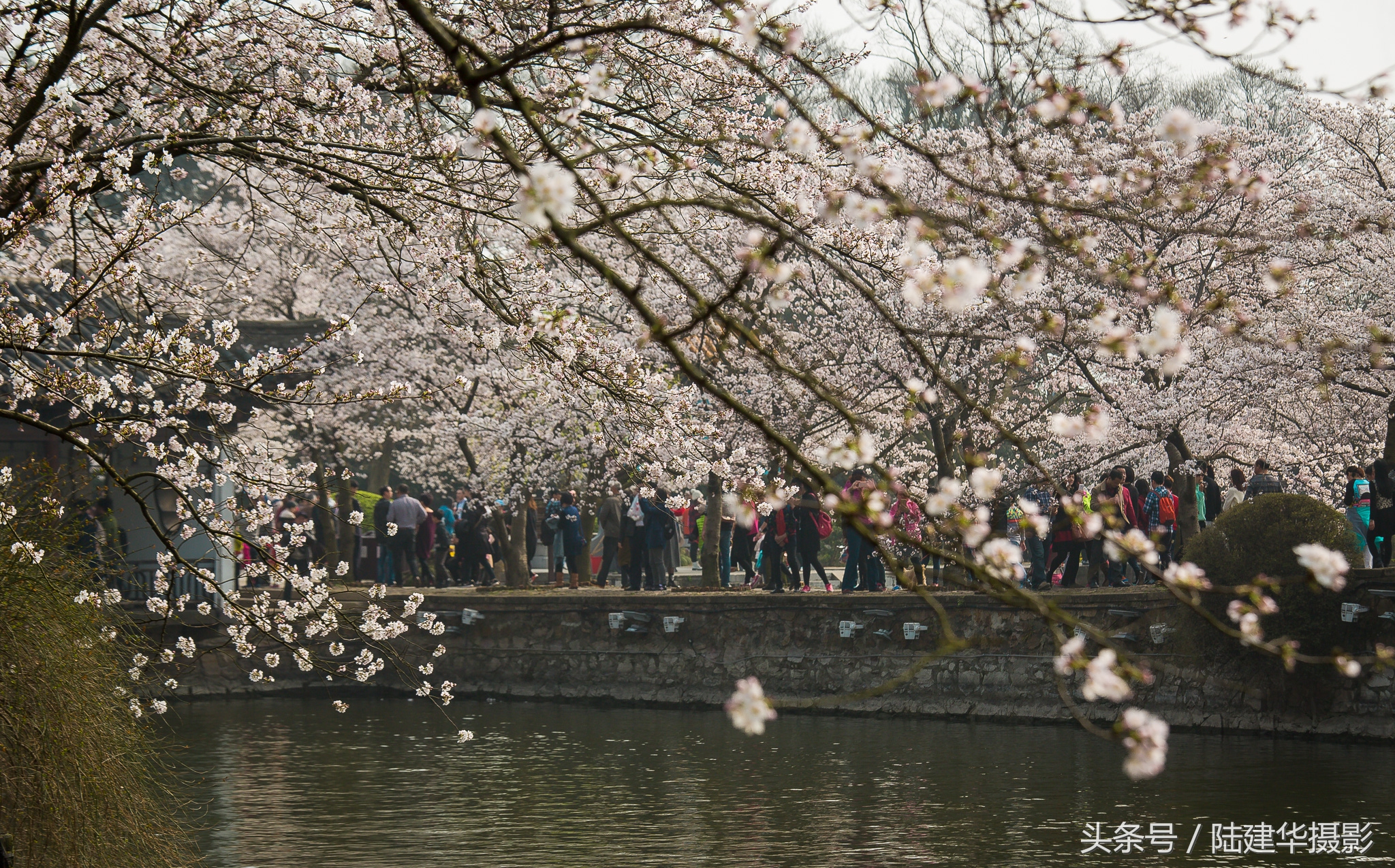太湖鼋头渚樱花谷,鼋渚樱花是春天最浪漫的邂逅