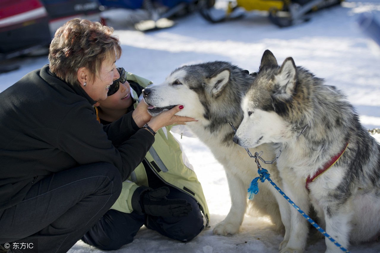 善待田园犬完整视频,善待拯救中华田园犬