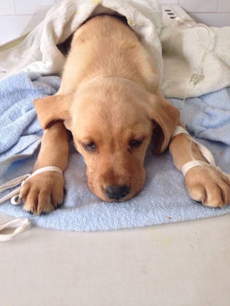 狗狗吃咸的咳嗽了怎么治疗,小牛犊拉稀咳嗽的快速治疗方法