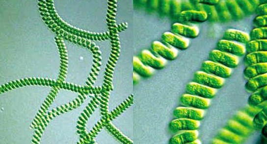 螺旋藻的功效作用是什么,螺旋藻的功效有哪些