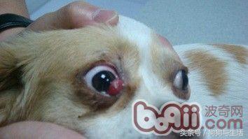 狗狗得了犬第三眼睑增生的症状及诊治