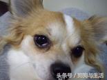 狗狗得了犬第三眼睑增生的症状及诊治