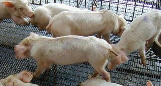 猪场基础病怎么治疗,猪场常见病的治疗方案