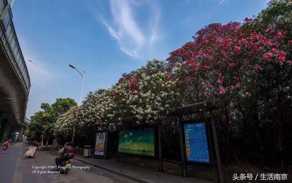 春天南京有哪些美景的地方,南京春天最值得去的地方