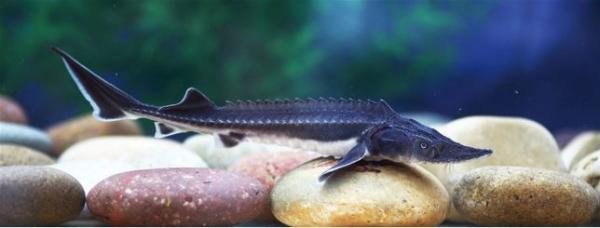 最顶级六种鱼子酱,正宗鱼子酱有哪几种