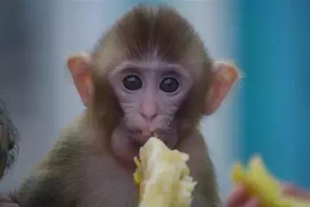 gobananas英语儿歌,gobananas