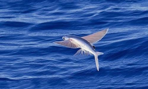 爆浆鱼子酱颗粒,大颗粒鱼籽合集