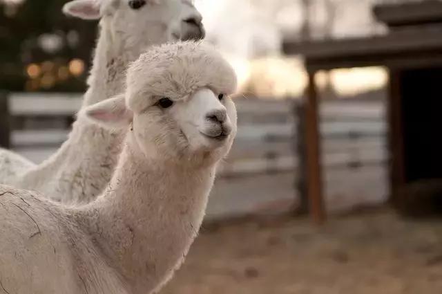 十二星座最适合去的地方苏州,最适合十二星座旅游的城市