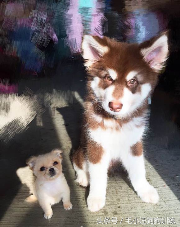 狗生坎坷总爱生病的小黄油，希望你未来的日子健康快乐平平安安！