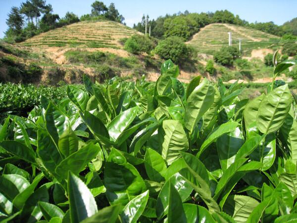 佛手泡茶推荐品种有哪些,佛手的食用价值有哪些