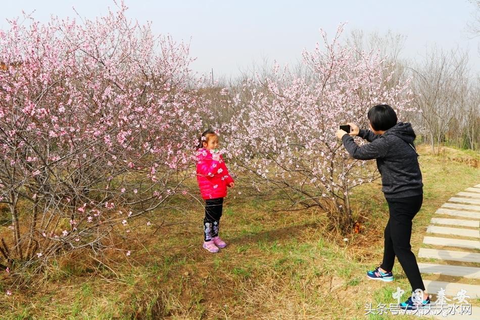 秦安:芳蕊遍地蜜蜂闹*光春**明媚凤山娇