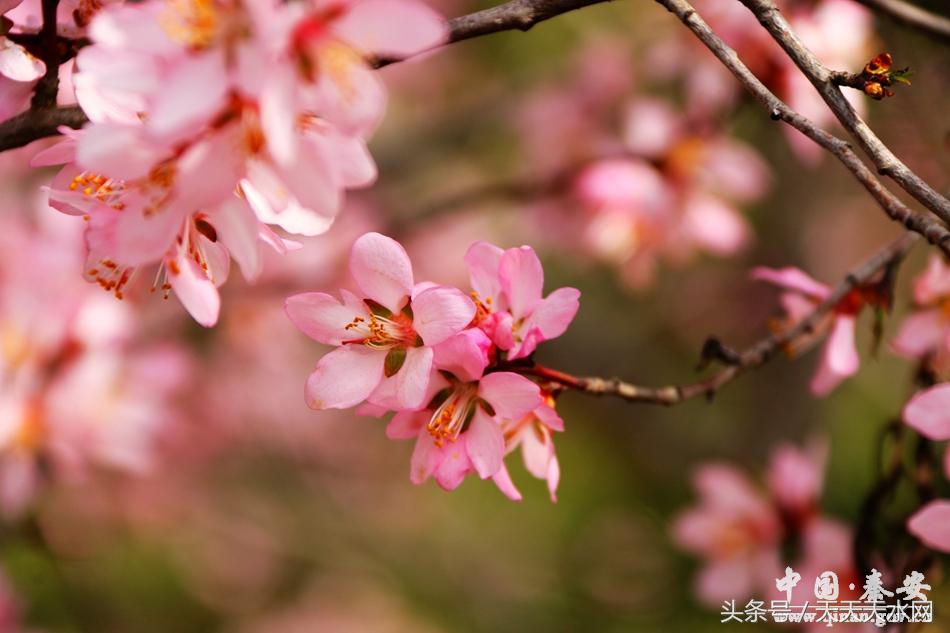 秦安:芳蕊遍地蜜蜂闹*光春**明媚凤山娇