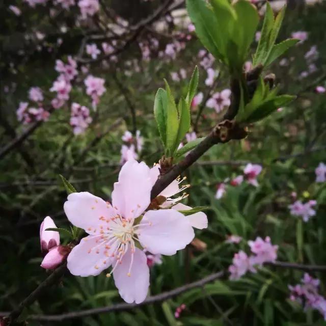 真樱花和假樱花的区别,怎么分辨真樱花还是假樱花