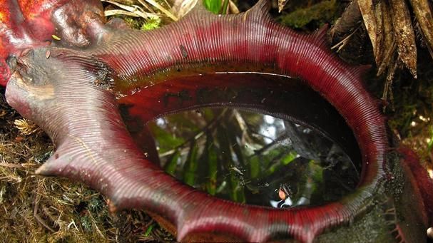 植物吃肉还吃人！这“食人树”到底是什么东西？