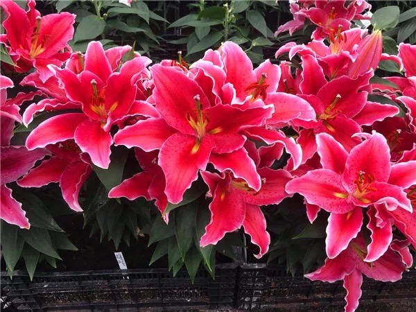 香水百合养护教程,重瓣香水百合养护方法