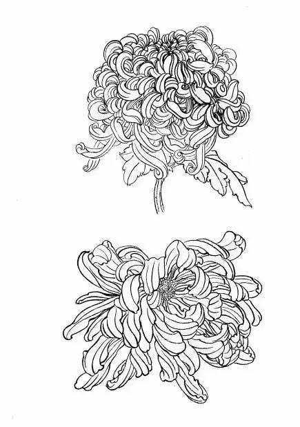 入门白描花卉菊花视频,白描菊花国画如何上色