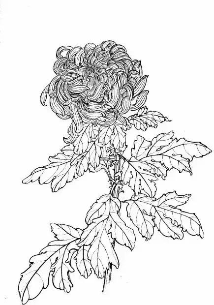 入门白描花卉菊花视频,白描菊花国画如何上色