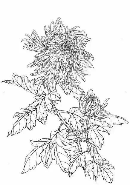 入门白描花卉菊花视频,白描菊花国画如何上色