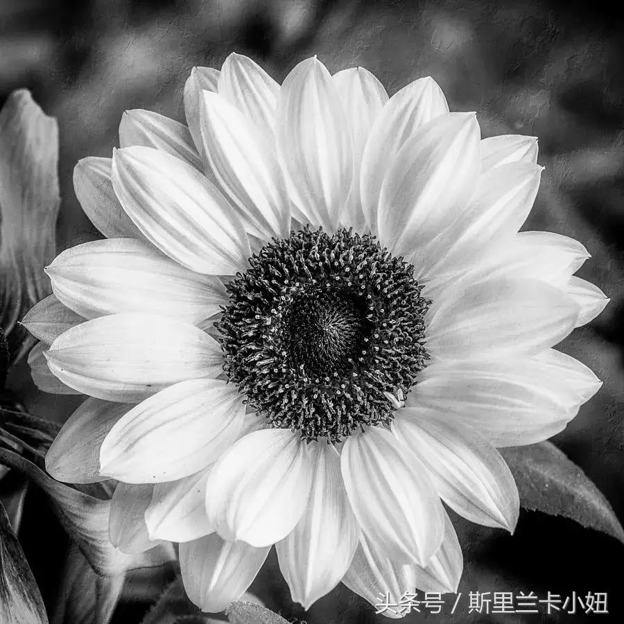 鍑哄浗鏃呮父娓ｇ敺,鏃呮父鍑鸿建澶栧浗浜虹殑妗堜緥