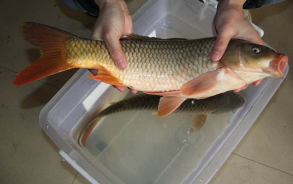 炸过的鲤鱼怎么炖好吃家常做法,鲤鱼最新吃法鲜嫩爽滑一点都不腥