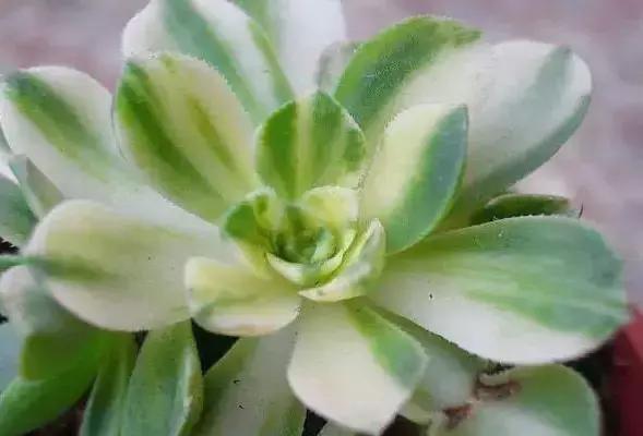 270种常见多肉图谱,270种常见多肉盆景