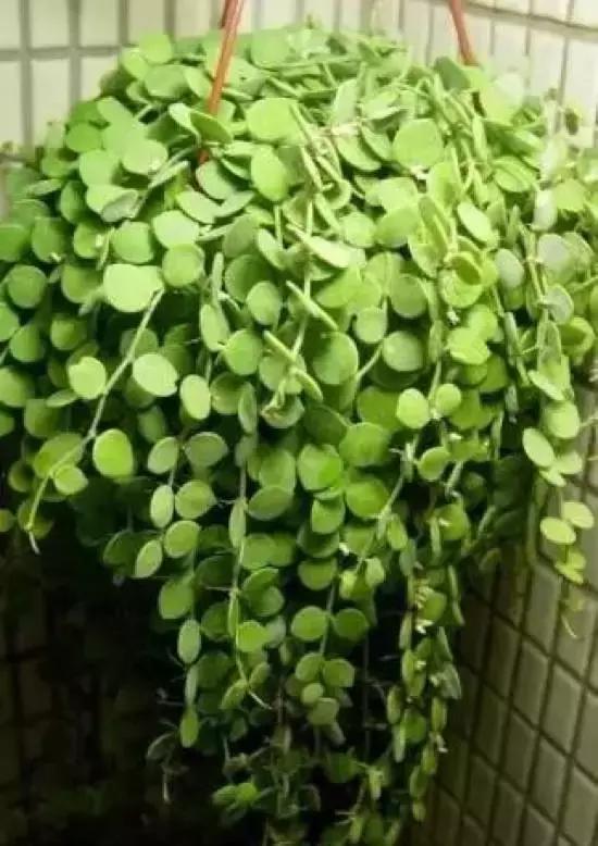 270种常见多肉图谱,270种常见多肉盆景