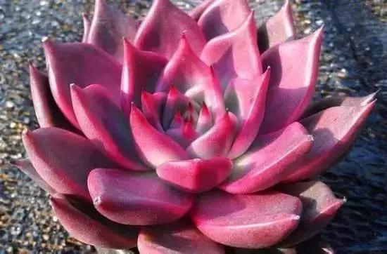 270种常见多肉图谱,270种常见多肉盆景