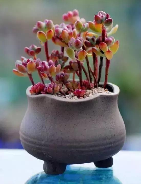 270种常见多肉图谱,270种常见多肉盆景