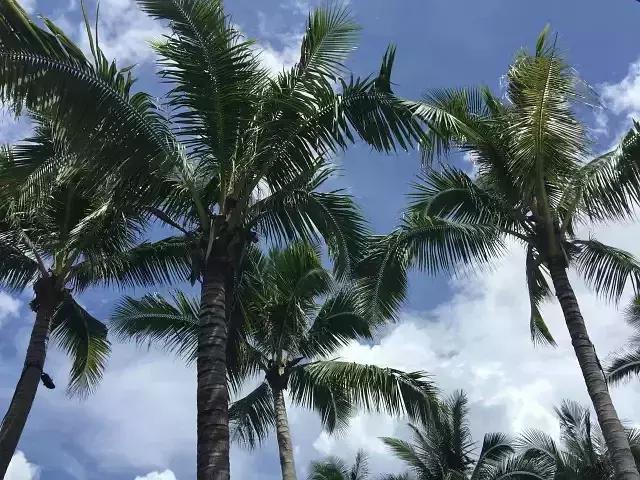 在海棠湾可以送哪些礼物,三亚值得给孩子带的礼物