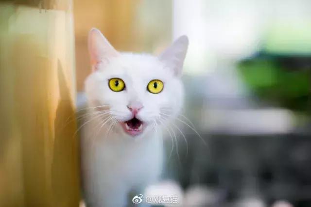 盘点中国古代猫,中国名猫有哪些猫