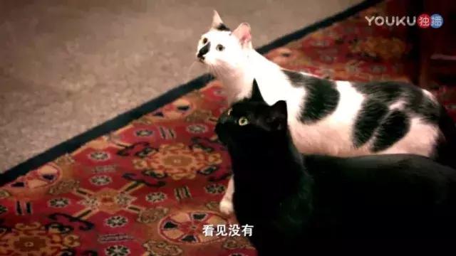 盘点常见的猫咪名字看有你家猫吗,猫咪名称大盘点