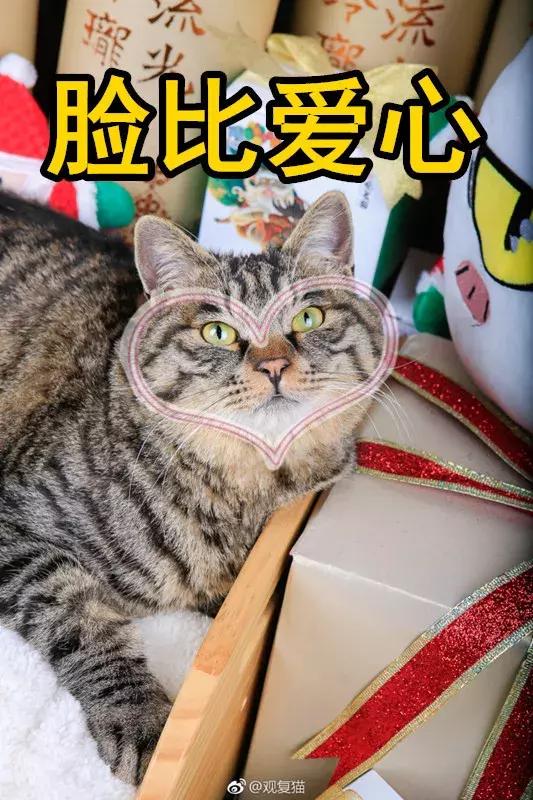 盘点常见的猫咪名字看有你家猫吗,猫咪名称大盘点