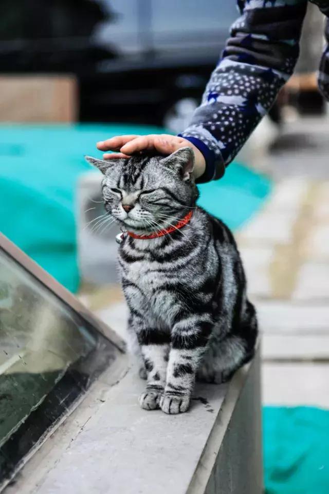 盘点中国古代猫,中国名猫有哪些猫