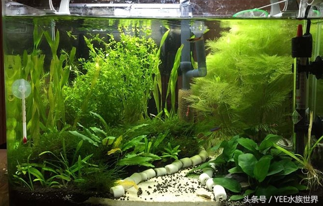 草缸哪种螺除藻最好,草缸养什么虾除藻强