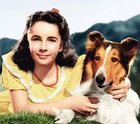 十大经典狗片排行榜国外,评价最高的十部关于狗的电影