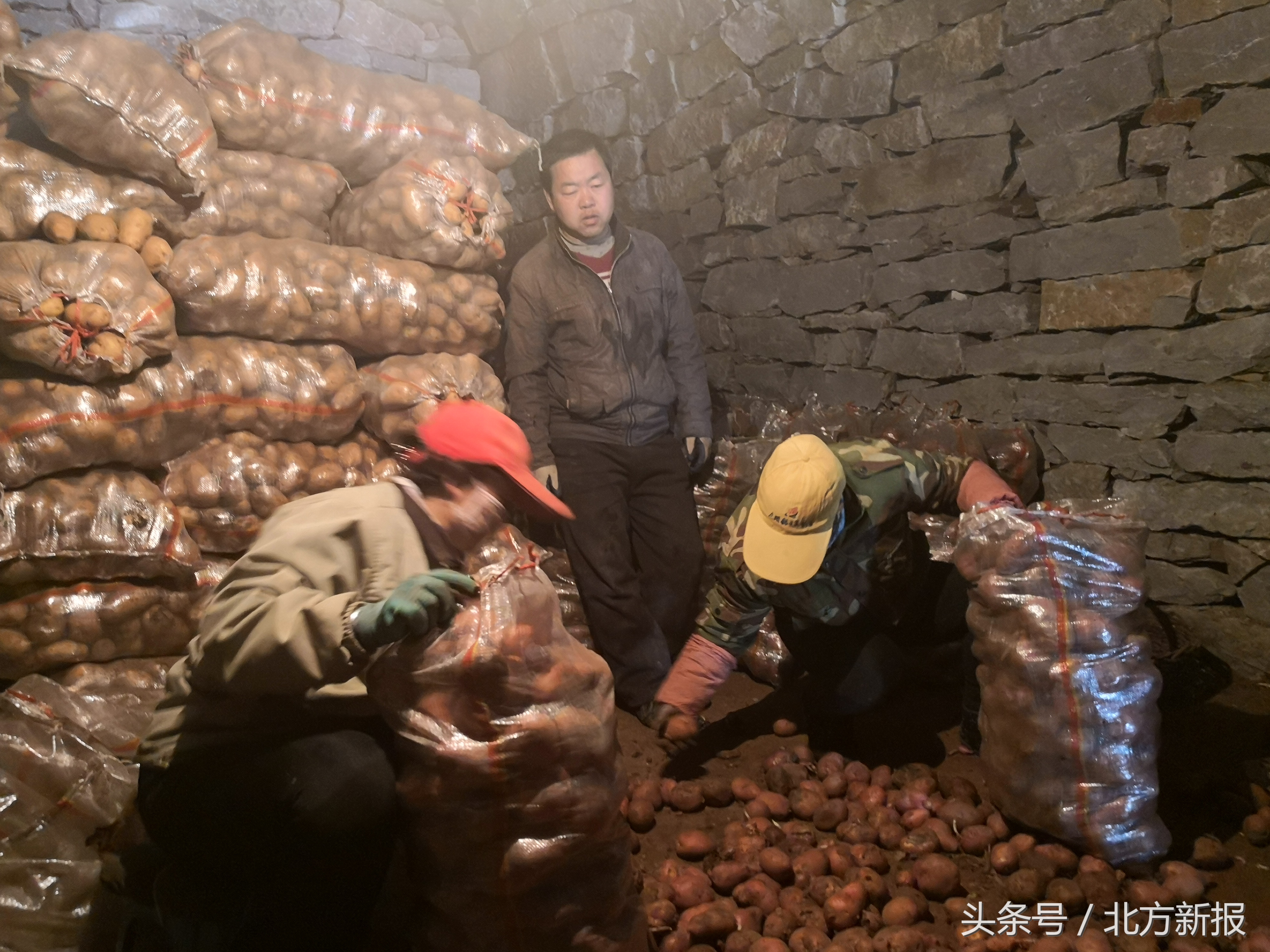 内蒙古武川县土豆滞销,呼和浩特武川县土豆基地