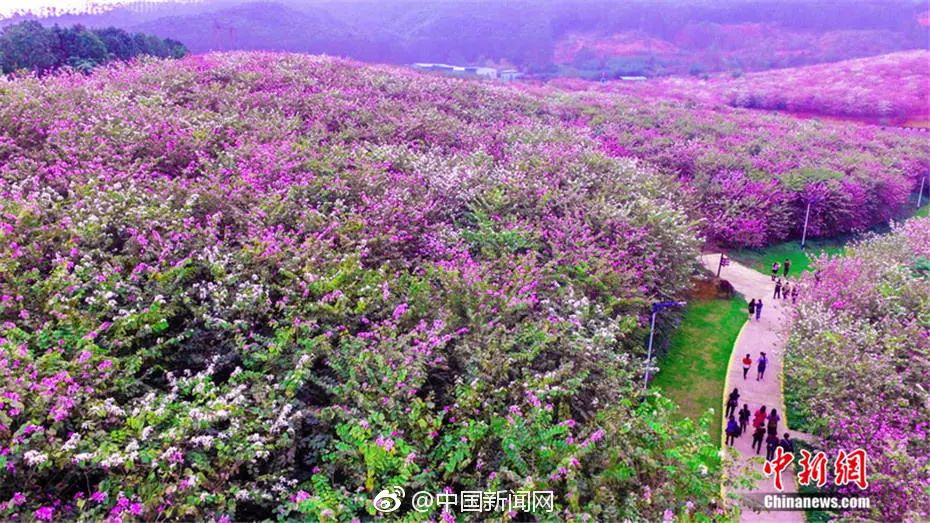 美爆了雨中的园博园风景美如画,美爆最美樱花大道继续绽放