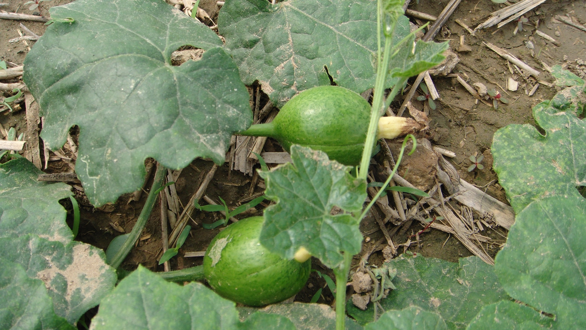 春耕购种要注意什么,春耕买农资注意什么