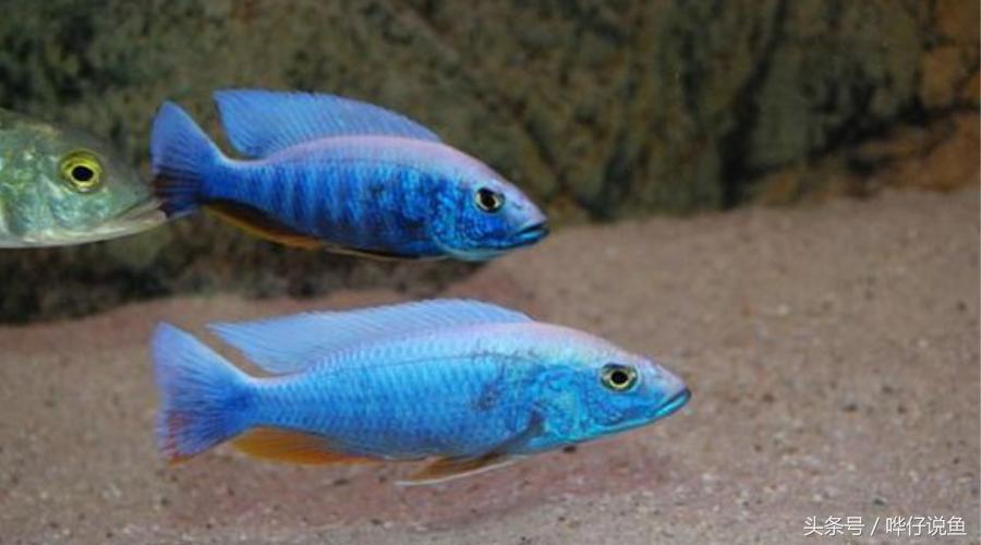 养三湖慈鲷的鱼缸,什么鱼缸适合养三湖慈鲷